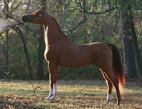 Live Oak Arabians Arabian Horses Stallions Farms Arabians Horses