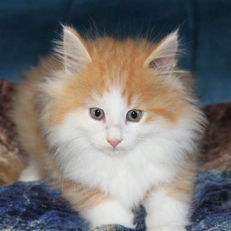 43 Norwegian Forest Cat Kitten Cost Furry Kittens