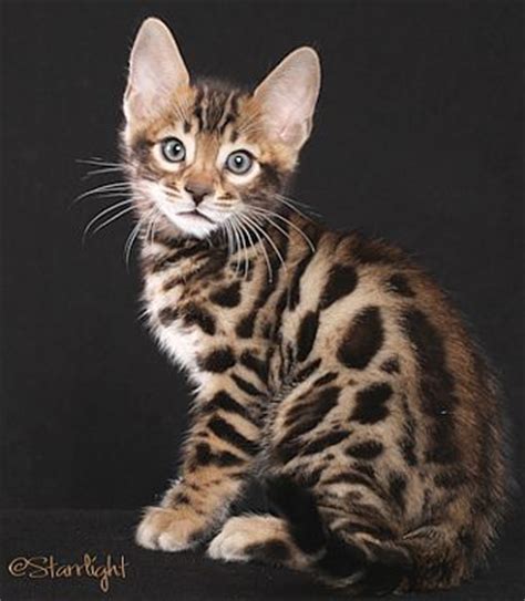 The finest and lightest in background colour. Bengal bebe - Khenghua