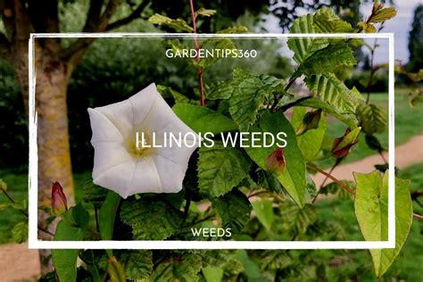 Illinois Weeds 26 Most Common Garden Tips 360