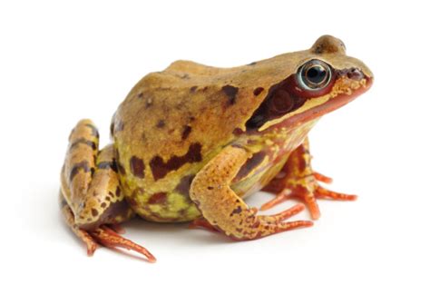 Common Frog Profile Stock Photo Download Image Now Istock