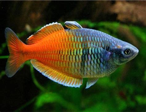Tropical Rainbow Fish