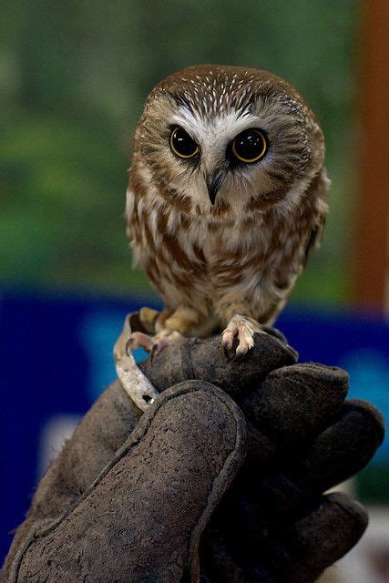 Northern Saw Whet Owl Saw Whet Owl Baby Owls Owl Photos