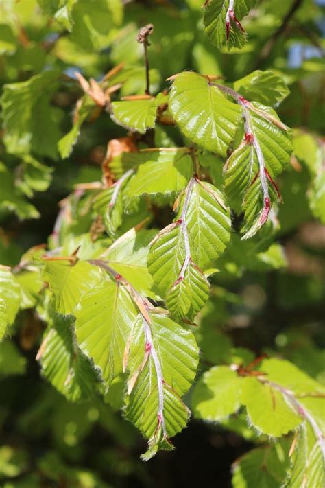 Newly Opened Green Copper Beech Leaves In Spring Stock Photo Image Of