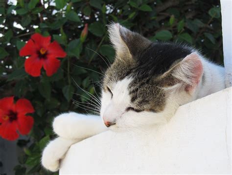Cat With Hibiscus Susan Watkin Flickr