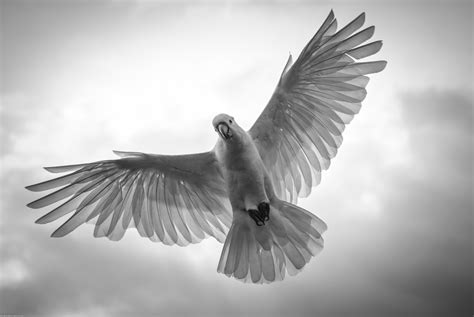 Wallpaper Tail Parrot Sky Wings Wildlife Halo Nikon Australia
