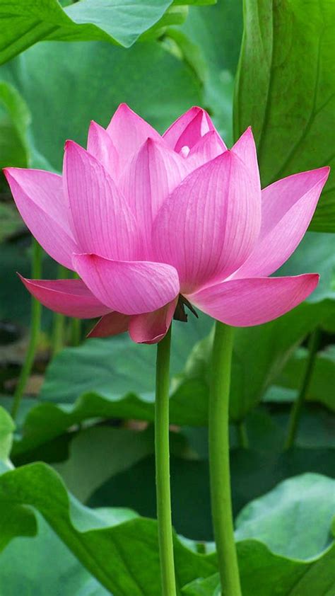 Oneplus Wallpaper With Lotus Flower Background Hd Wallpapers