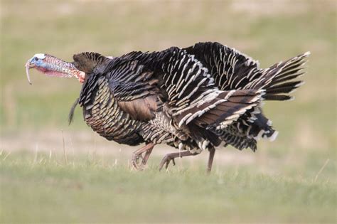 Nebraska Boasts Wild Turkey Variety Nebraskaland Magazine