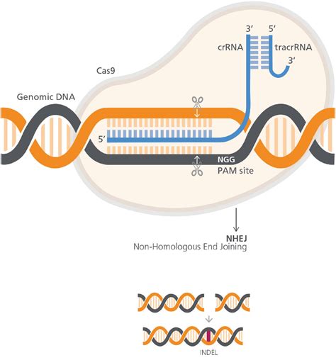 Crispr Cas Mediated Gene Knockout Protocol Onelab
