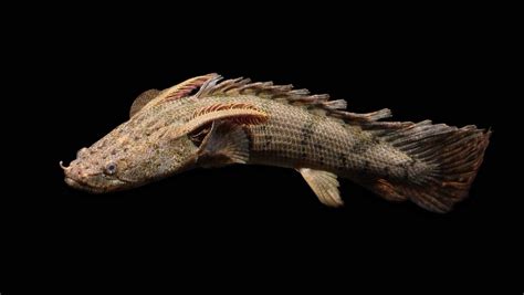 13 Jenis Ikan Yang Cocok Dipelihara Di Kolam Ikanesia