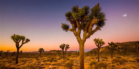 Tree of heaven is a fast growing invasive plant species that can overrun native vegetation. Joshua Tree | National Wildlife Federation