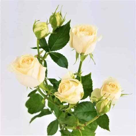 Cream Spray Rose Cascade Floral Wholesale