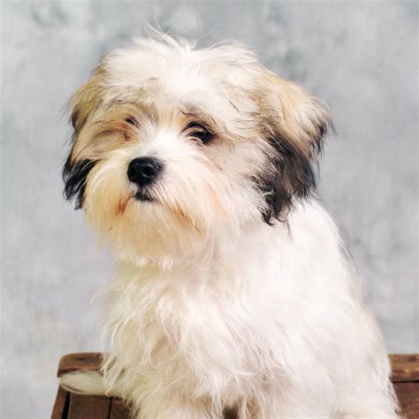 morkie pictures yorkie pictures  maltese dog pictures  morkies