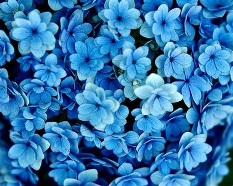 29 Impenetrable Wallpaper With Blue Flowers Hd