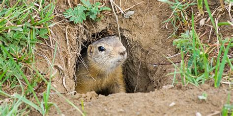 How To Get Rid Of Ground Squirrels