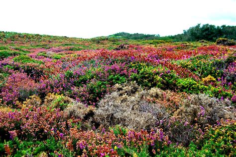 Bruyère Et Ajoncs La Lande Bretonne Au Cap Fréhel Flickr