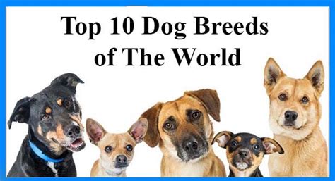 Top 10 Dog Breeds Of The World 2022 By Dog World