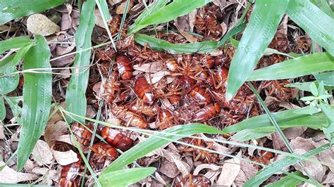 British pest control association's digital pest management event, pestextra 2021, saw huge whether you're thinking about doing some diy wasp pest control, or you're looking to enlist the by the summer months, wasp nests are working overtime, with up to 300 eggs being produced every. What Does A Roach Nest Look Like? Looking For The Source ...