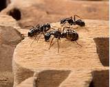 Maine Carpenter Ants Photos