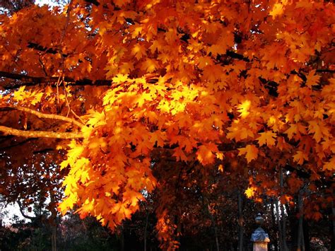 A State By State Guide To Fall Colors