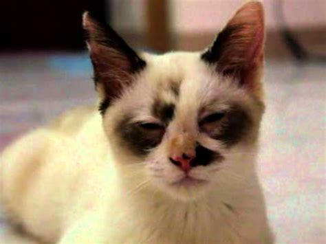 The siamese is the legendary temple cat of the king of siam. Siamese & Persian Crossbreed - YouTube