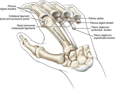 Structure And Function Of The Hand Musculoskeletal Key