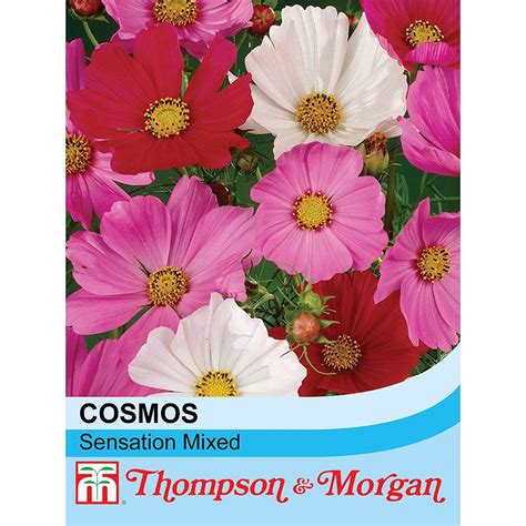 Cosmos Bipinnatus Sensation Mixed Seeds Thompson And Morgan