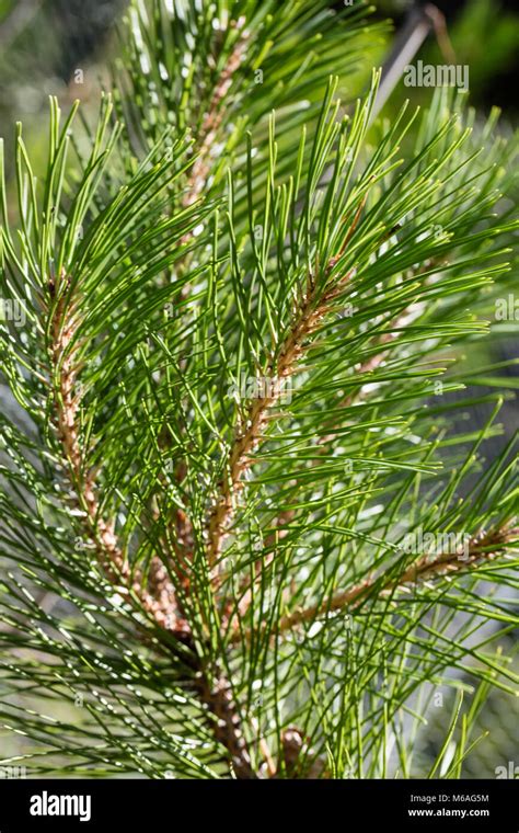 Manchurian Red Pine Kinesisk Tall Pinus Tabuliformis Stock Photo Alamy