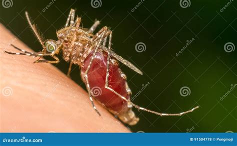 Aedes Aegypti Macro Dangerous Zica Virus Aedes Aegypti Mosquito On