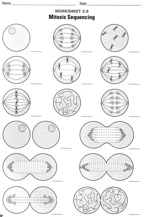 Mitosis Flip Book Printable Milkjes