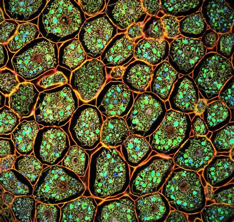 Untitled Microscopic Photography Confocal Microscopy Patterns In Nature