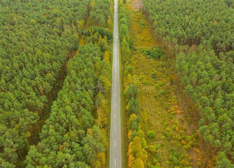 A Straight Path Through The Pine Forest View From The Drone Stock