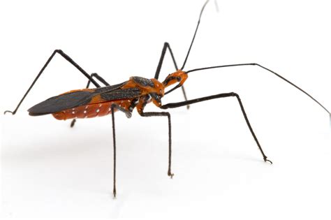 Actually it is the first time seeing these, they may morph into something i know later. 10 Stunning Red and Black Garden Bugs