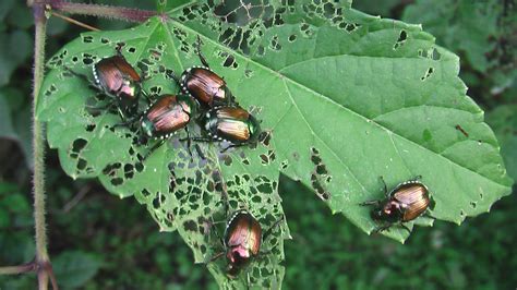 Japanese Beetle Watch Begins Homegrown Iowan