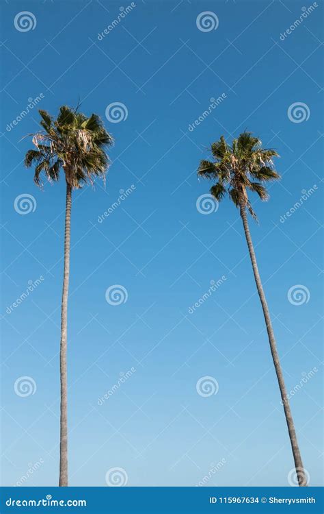 Two Washingtonia Robusta Palm Trees Stock Photo Image Of Background