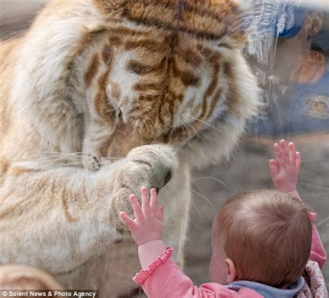 Breathtaking Encounter Of A Tiger And A Little Baby Girl Amazing Photo