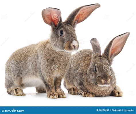 Two Brown Rabbits Stock Photo Image Of Mammals Animals 60132090