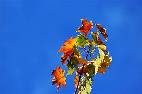 Wallpaper Sunlight Nature Reflection Sky Branch Yellow Blue