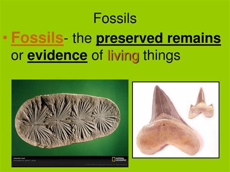 Ppt Fossils Powerpoint Presentation Free Download Id 1128651