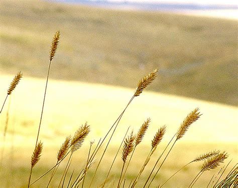 Prairie Grass Barmac Pty Ltd