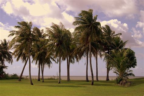 Palm Trees Agat Guam 02 February 2008 Richard White Flickr