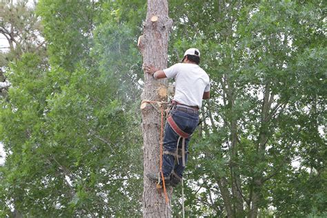 How much should i pay for tree removal? 6 Steps to Follow for Proper Tree Removal in Melbourne ...
