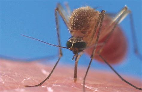 How Do Mosquitoes Transmit Malaria Orkin