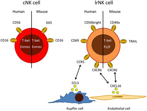 Frontiers Natural Killer Cells And Liver Fibrosis