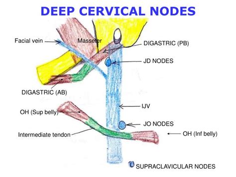 Ppt Overview Cervical Lymph Nodes Powerpoint Presentation Id3431683