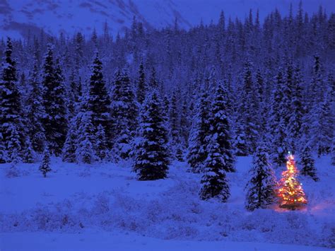 Snow Covered Pine Trees Beside Pre Lit Christmas Tree Images
