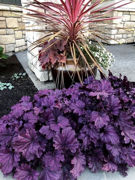 Small square from $299 + more rose colors +19 more. Heuchera FOREVER® Purple | TERRA NOVA® Nurseries, Inc.