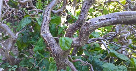 However, efb causes severe cankering, branch. How to Identify, Treat, and Control Eastern Filbert Blight ...