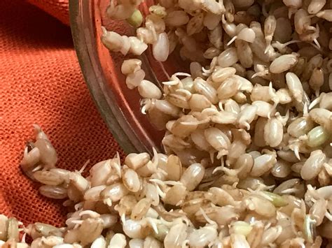 How To Sprout Brown Rice — Cook To Nourish