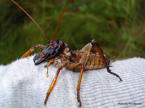 Giant Weta Bug Found In New Zealand Real Or Hoaxed